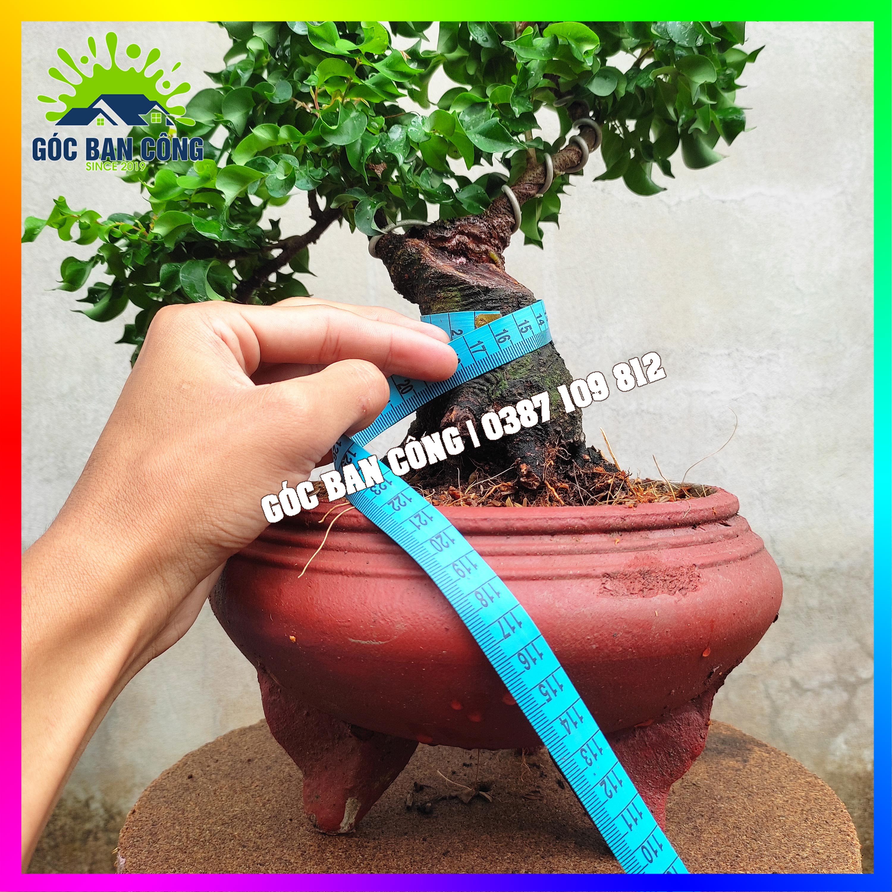 Cây Khế Bonsai Mini - KT01