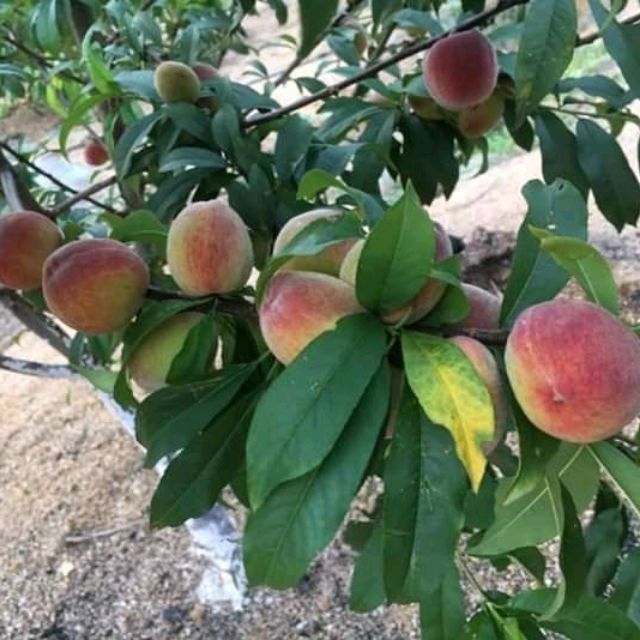 Đào ăn quả Cây giống