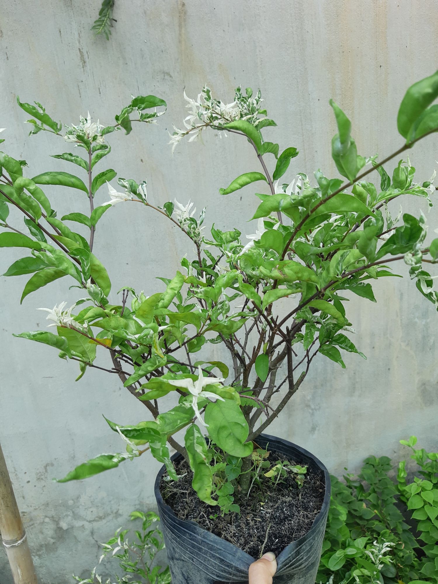 mai chiếu thủy đột biến(cẩm thạch)