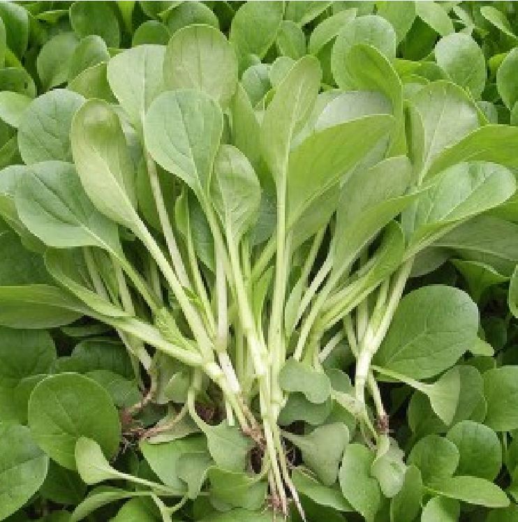 Hạt giống rau cải ngọt ăn non - Gói 10gram