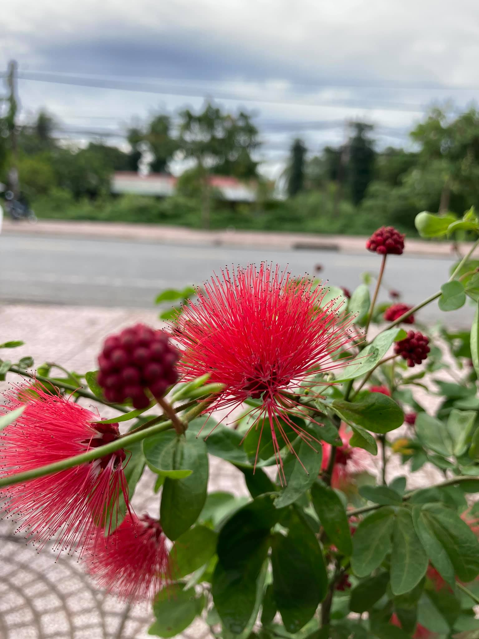 Kiều hùng hay điệp lào