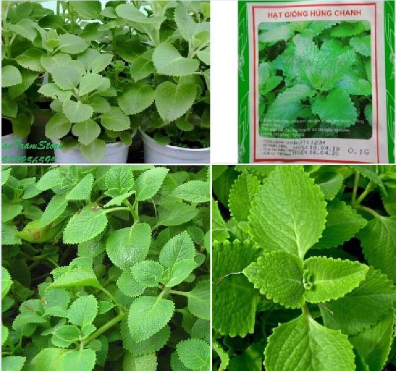 Hạt giống Húng chanh hay tần dày lá - 01gr/gói