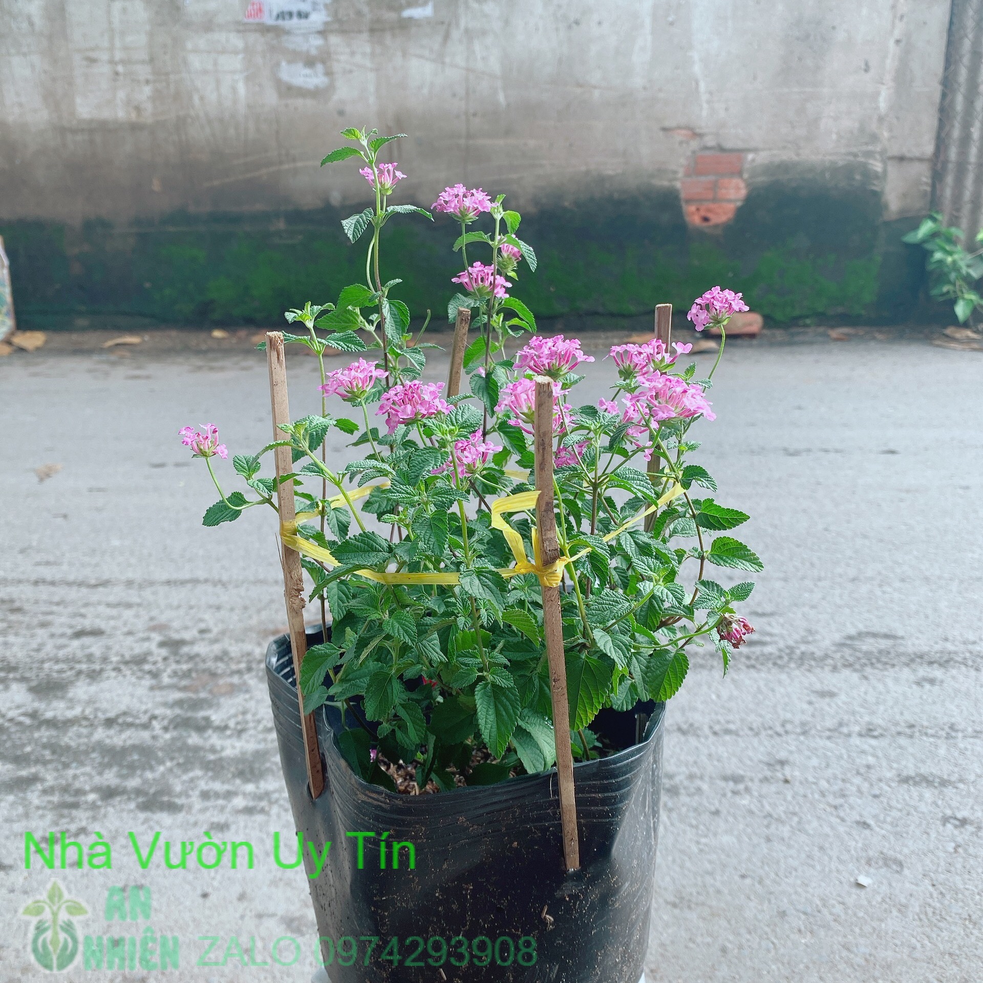 Cây trâm ổi tím