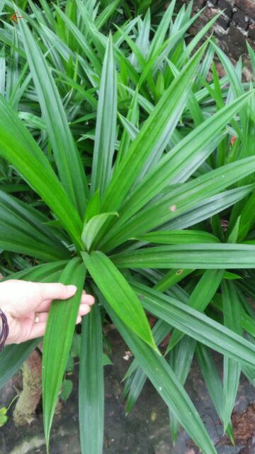 TRÀ ĐẬU ĐEN GẠO LỨT LÁ DỨA (LÁ NẾP THƠM) phân loại