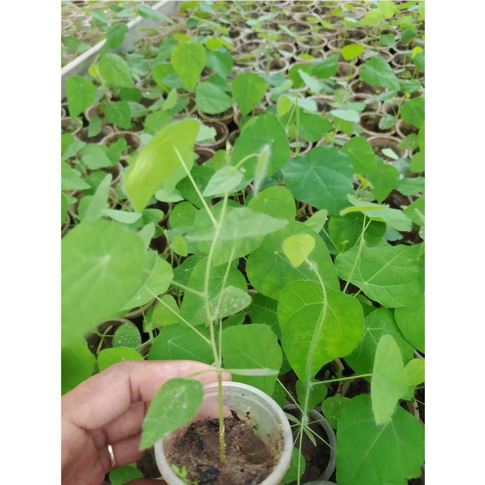 Feather ginseng forest plants