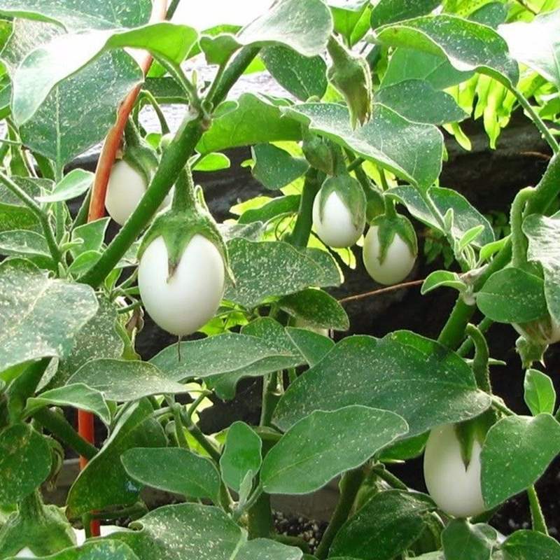 Hạt Giống Cà Pháo Trái Nhỏ (Cà pháo Trứng Trắng)- Gói 1 Gram