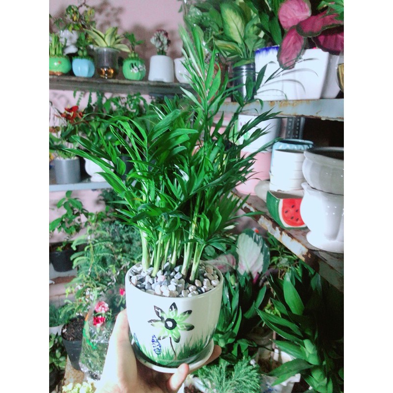 [HCM]Chậu Cây Cau Tiểu Trâm