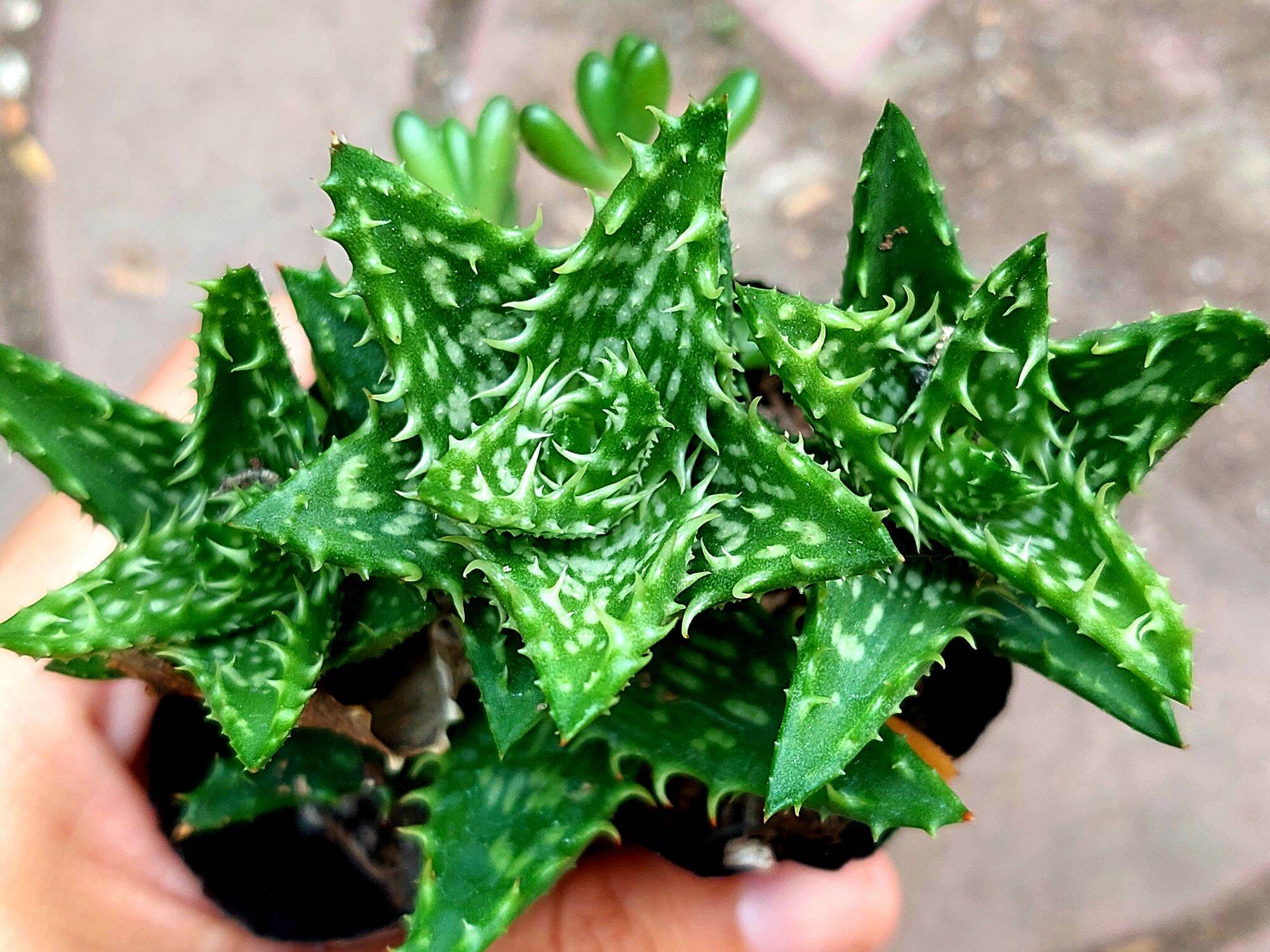 Sen đá HÀM CÁ MẬP size bầu 5-6cm