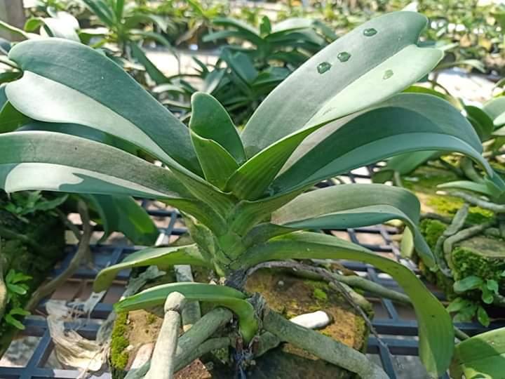 Lan rừng ngọc điểm (ghép chậu 1 cây)