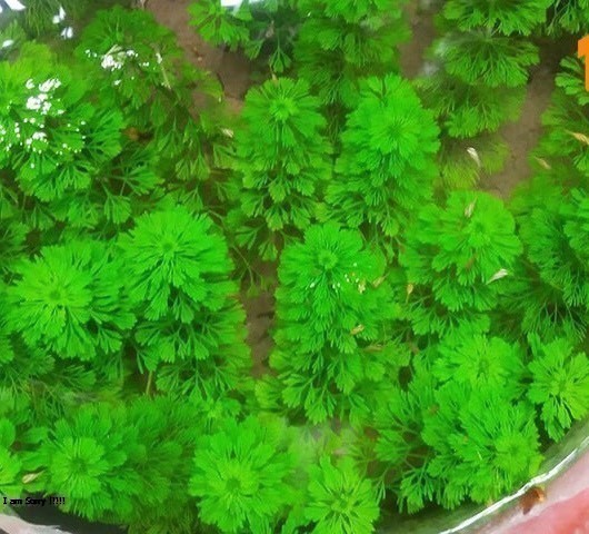 Tiểu bảo tháp thủy sinh , cây thủy sinh 20 ngọn