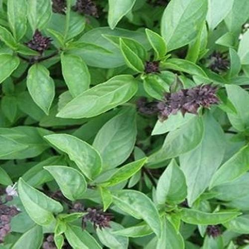 Túi Hạt Giống Rau Húng Quế. Túi 5 Gram. Chất Lượng Cao