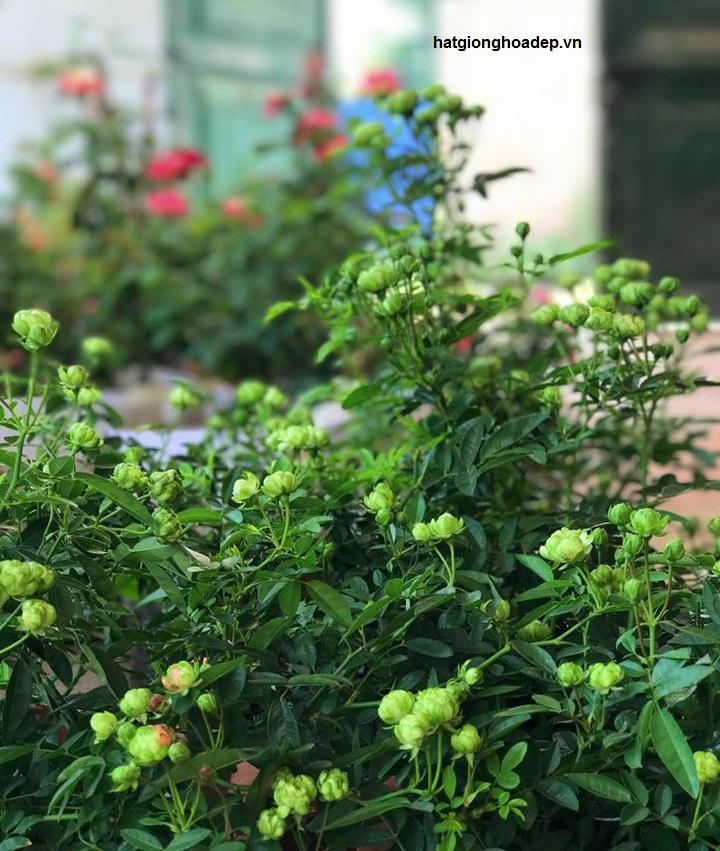 Cây Giống Hoa Hồng Xanh Lá