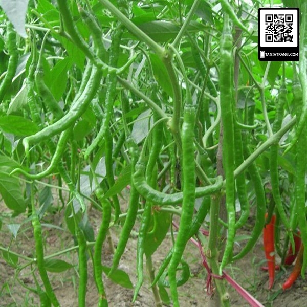 Hạt giống ớt ngọt trái dài