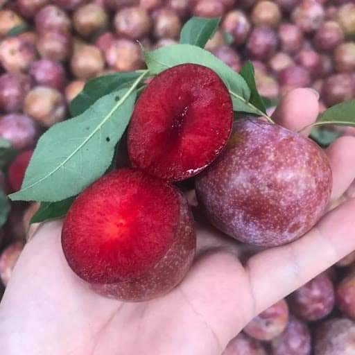 cây giống Mận Hậu Sơn La + Tặng 02 Cây Quế Giống