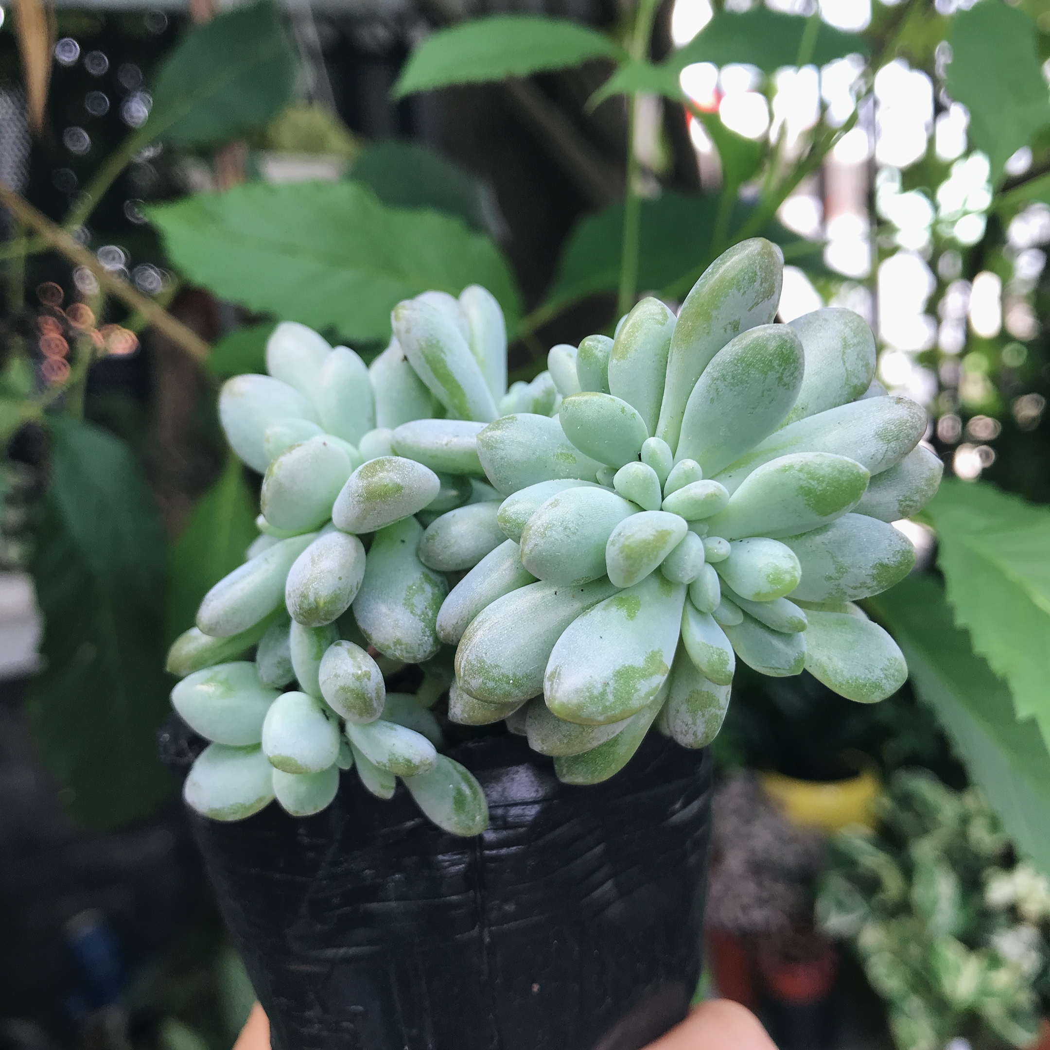 Sen đá giọt lệ
