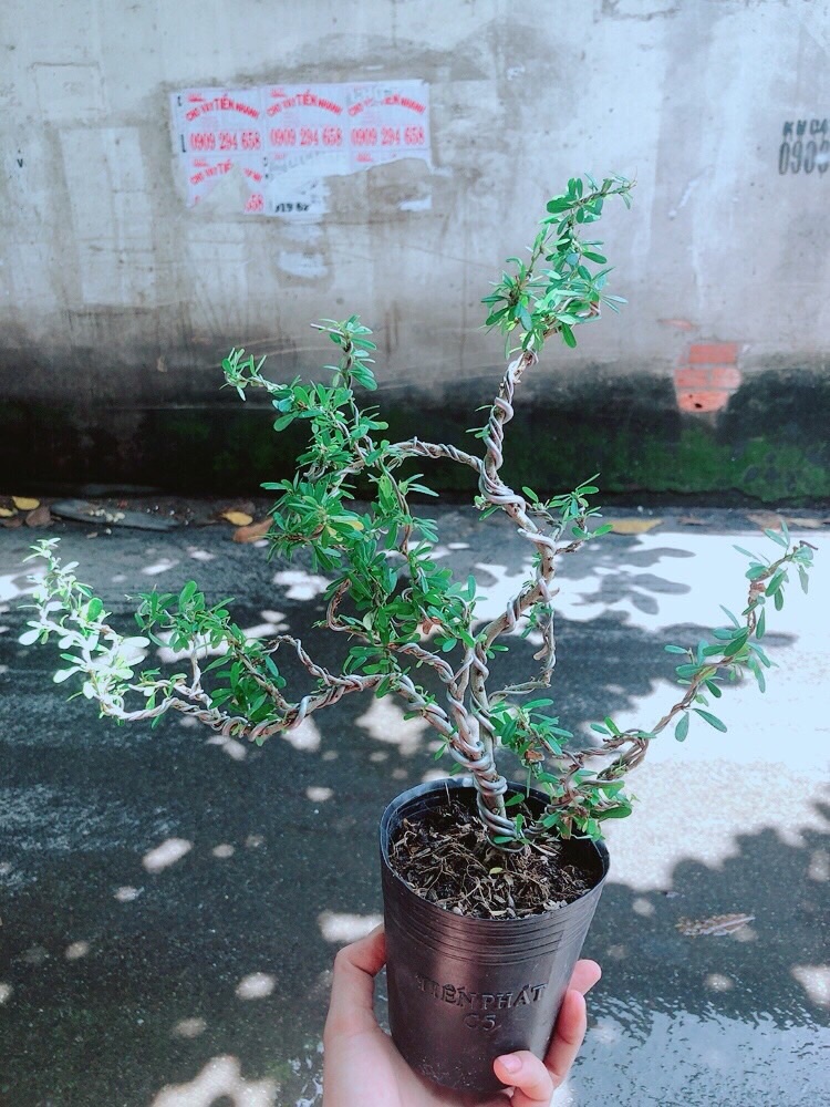 Linh Sam Bonsai