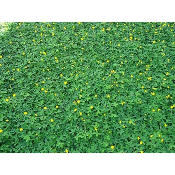 Cây giống cỏ lạc (Ảnh thật số 2).