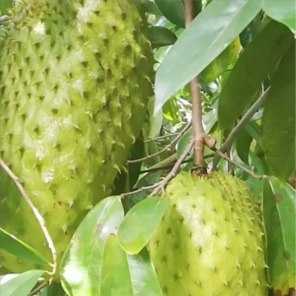 Trà mãng cầu nhà làm - 500 gr