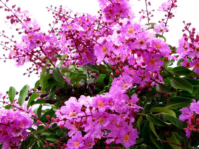 Hạt Giống Hoa Bằng Lăng Tím - Gói 30 Hạt -