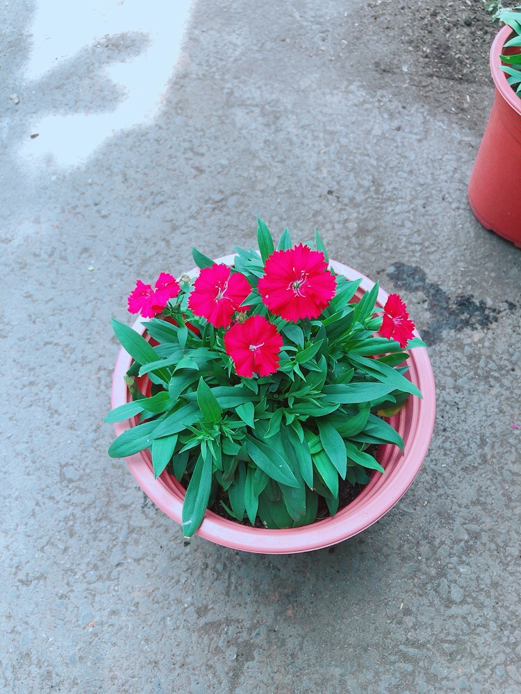 Hoa Cẩm Chướng