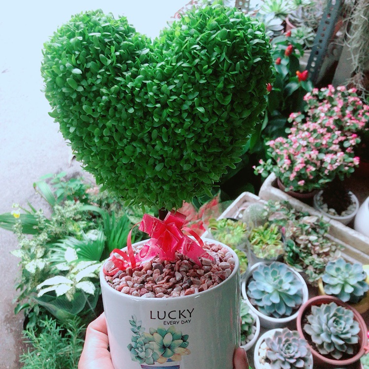 Chậu Cây May Mắn Trái Tim