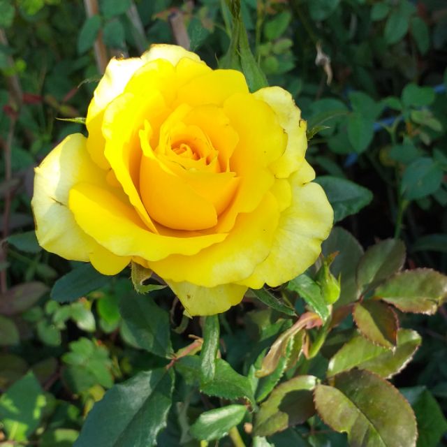 chậu Cây hồng bụi ngoại đang bông nụ đẹp.