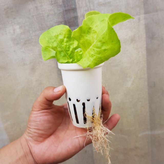 Combo 100 Rọ Trắng Nguyên Sinh 70X100 (Phi Khoan 60) Trồng Rau Thủy Canh Cho Ống Nước Pvc Phi 110