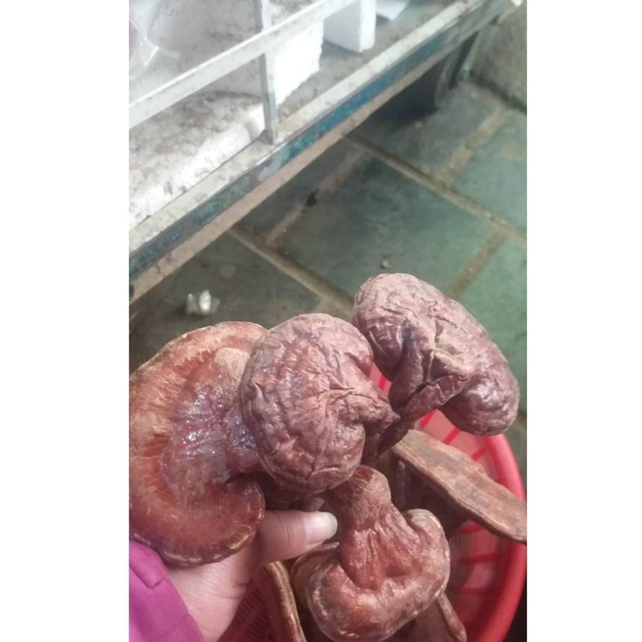 500g nấm linh chi đỏ