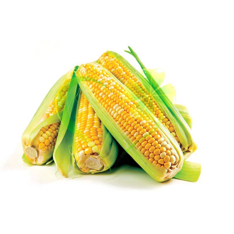 Hạt giống Bắp ngọt (bắp mỹ F1 vàng) - gói 20 gram