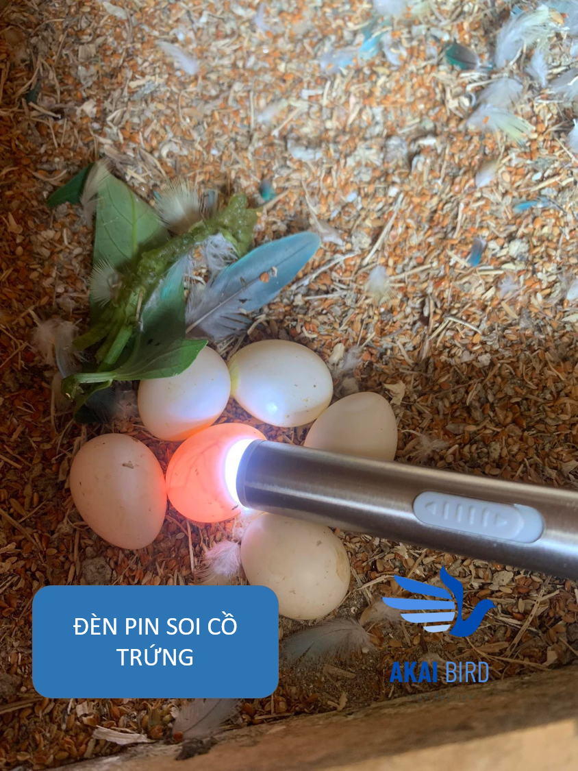 Đèn Pin Soi Cồ Trứng Vẹt Kèm Cáp Sạc