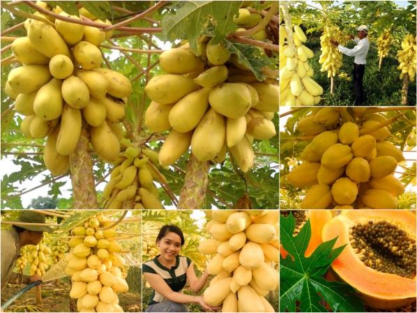 Bộ 3 gói hạt giống đu đủ da vàng Thái - ( kèm 1 gói kích hạt nảy mầm )