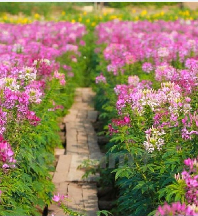 Hạt giống hoa Hồng Ri (Túy Điệp) Mix (Cleome) - gói 30 hạt