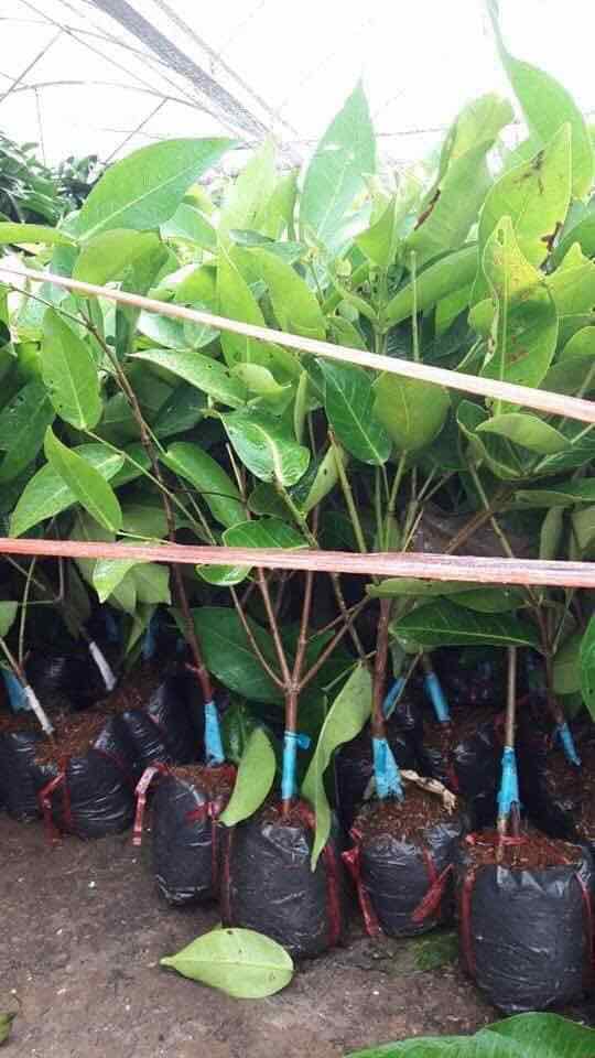 Cây giống roi đỏ an phước