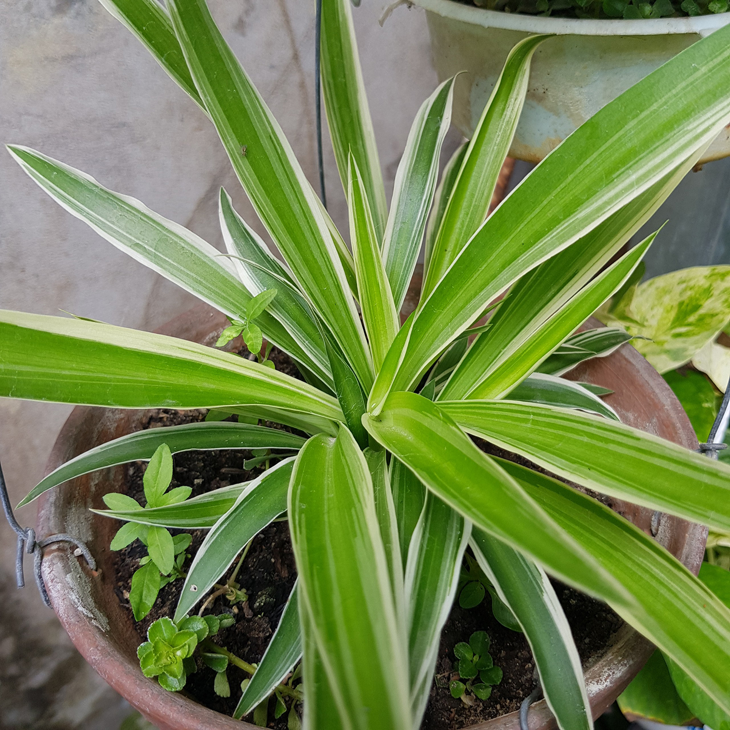 Cỏ lan chi dây nhện (cỏ lan chi, cây lan chi, cỏ mẫu tử) - cây kiểng để bàn