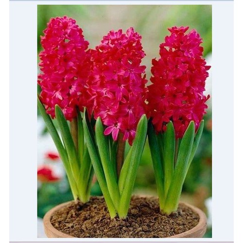 Củ hoa tiên ông hoa màu đỏ - 1 củ