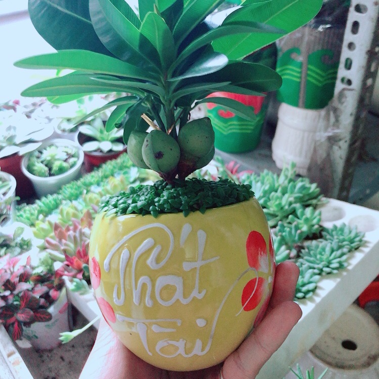 Chậu cây may mắn phát tài