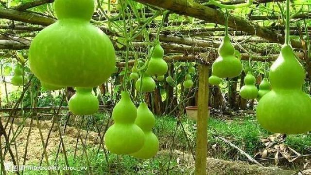 Hạt Giống Bầu Hồ Lô Khổng Lồ