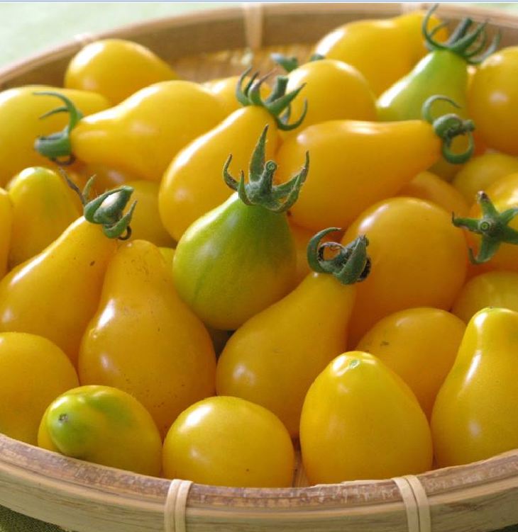 Hạt giống cà chua quả lê vàng - Gói 30 Hạt