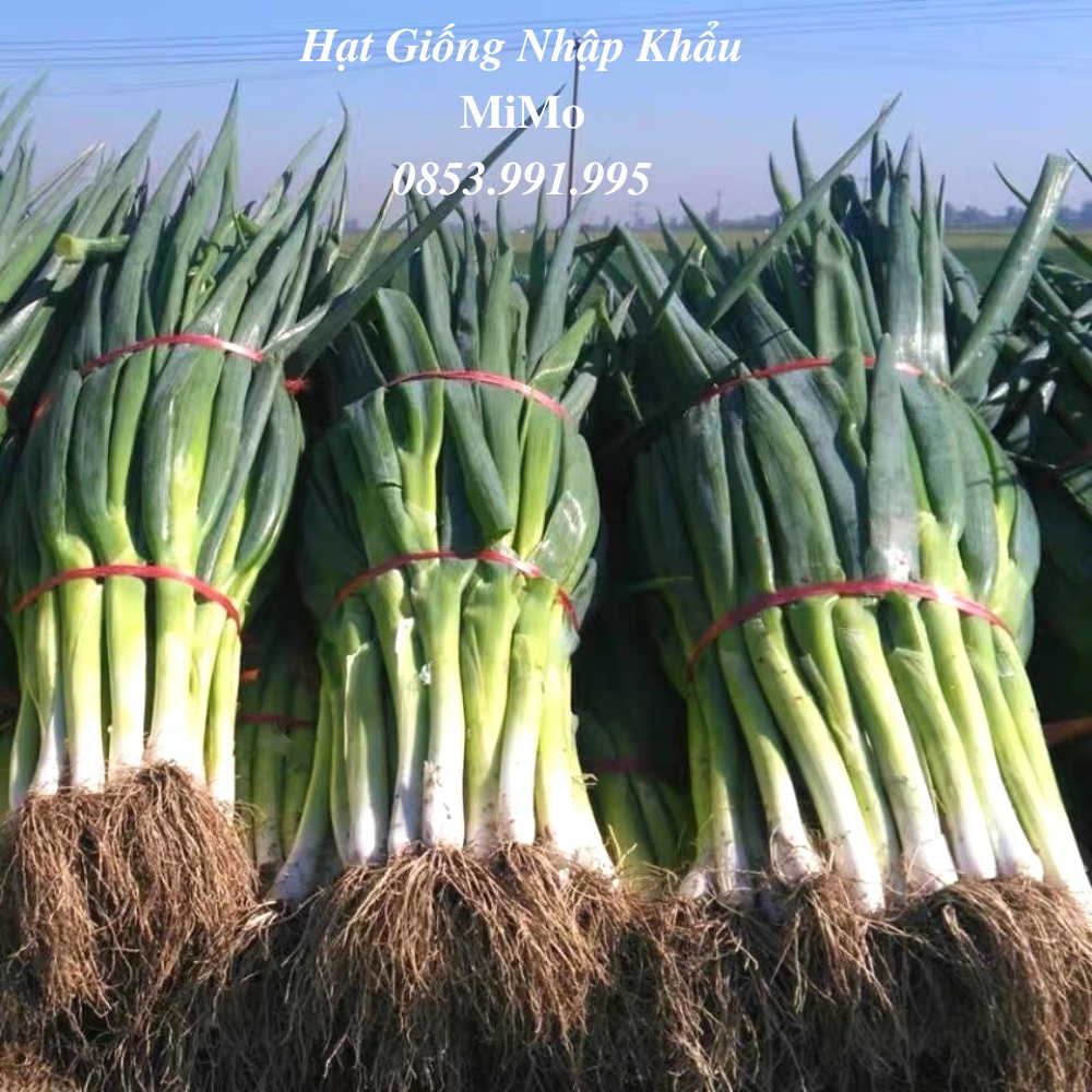Hạt giống hành baro - hành paro khổng lồ