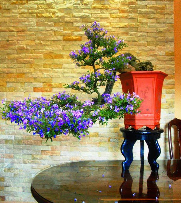 LINH SAM SIÊU BÔNG-GIÚP NÔNG DÂN ĐỔI ĐỜI