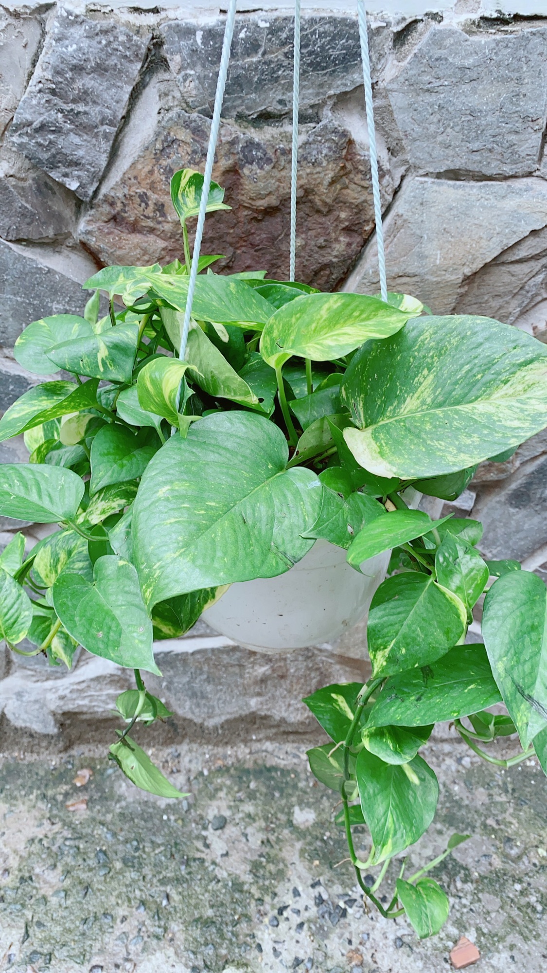 Chậu Cây Trầu Bà Thái Xanh