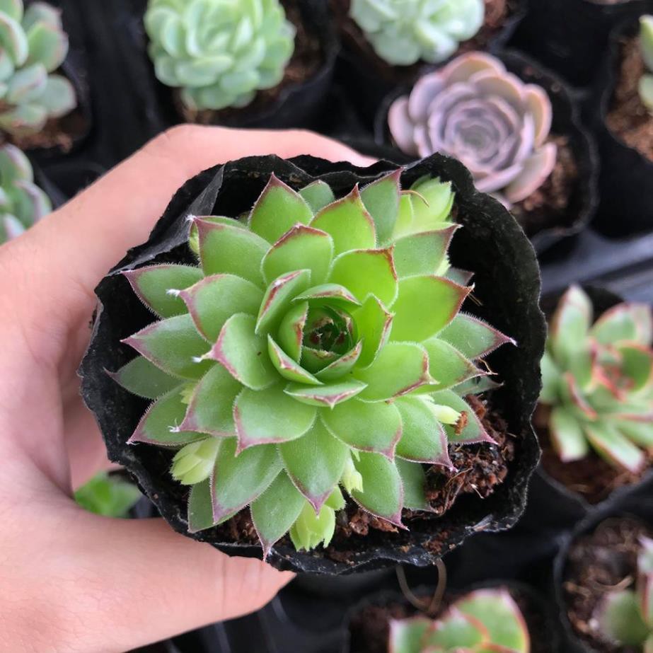 Sen đá phật bà size bầu 3-5 cm