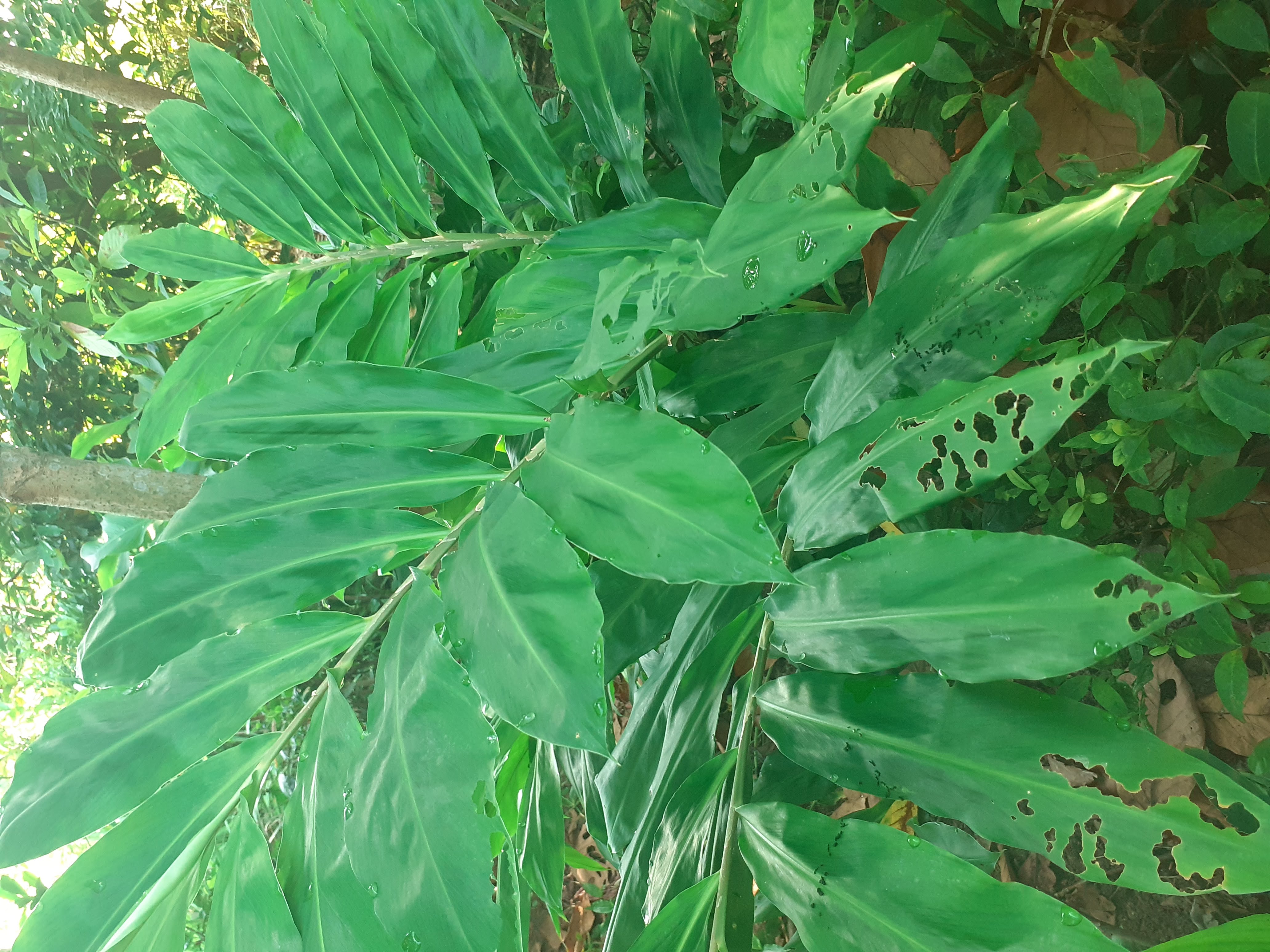 Củ gừng gió 1kg.