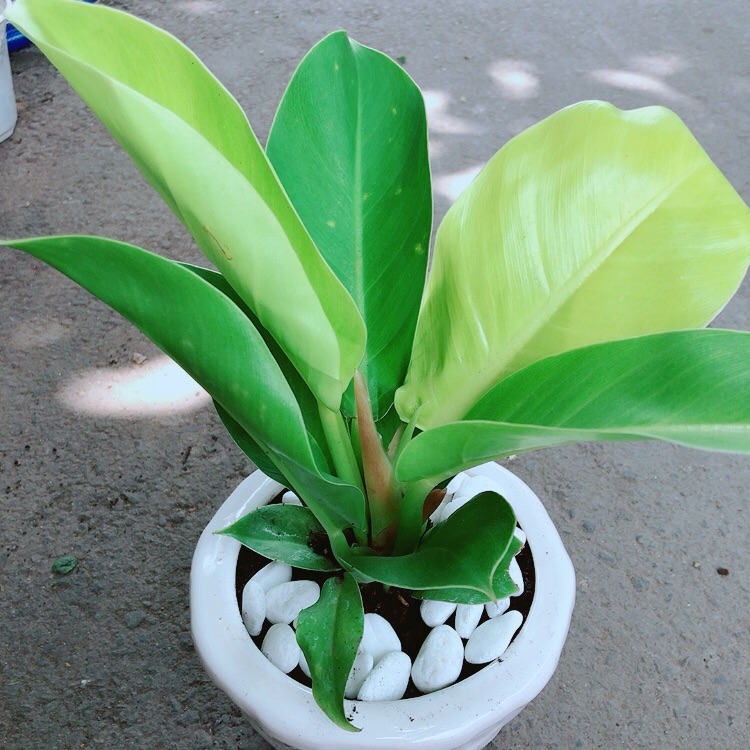 Chậu trầu bà đế vương