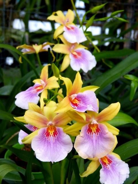 Vũ Nữ Miltonia- cây giống