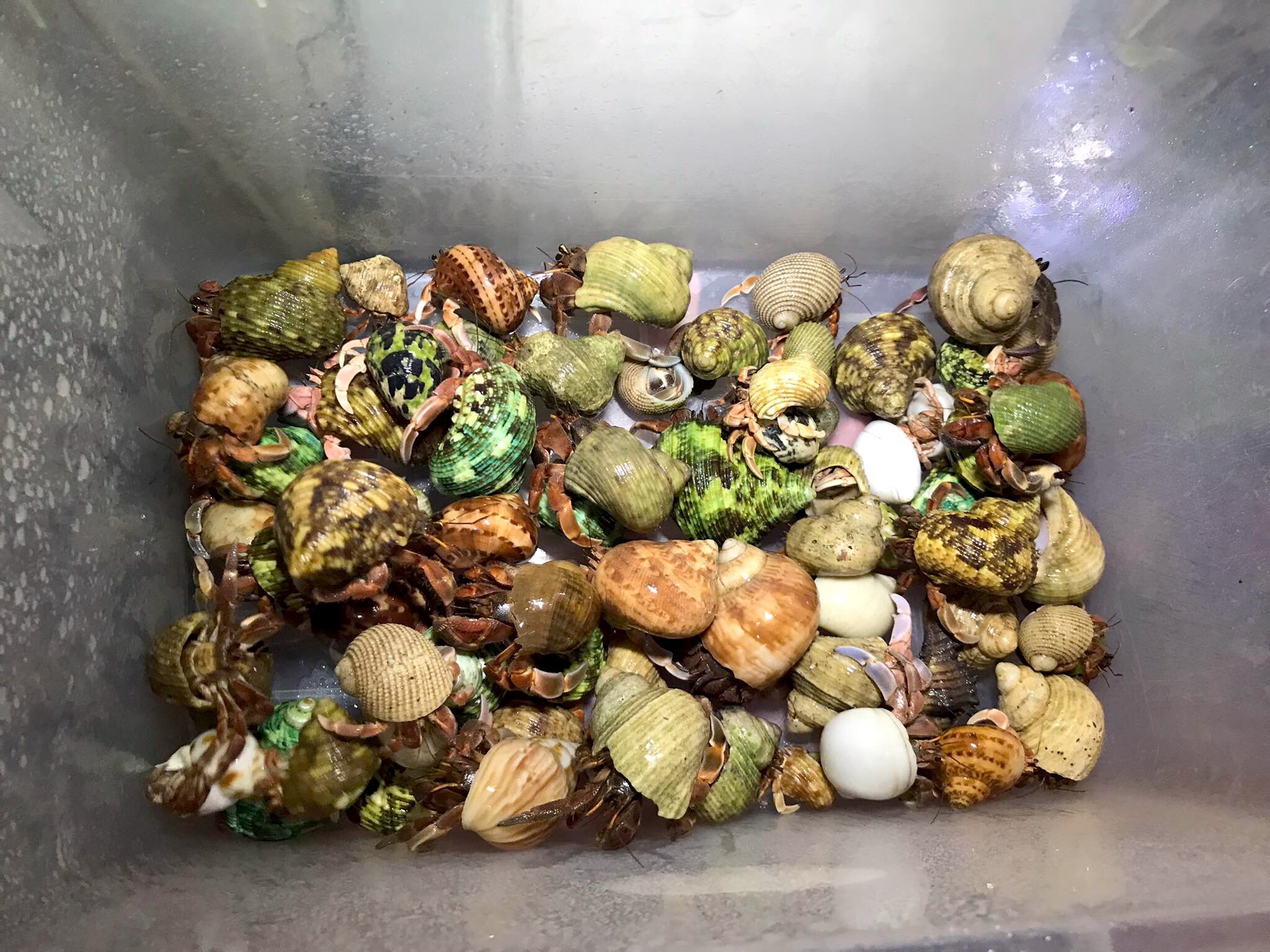 OMH rugos abino size baby (trang trí hồ cá)