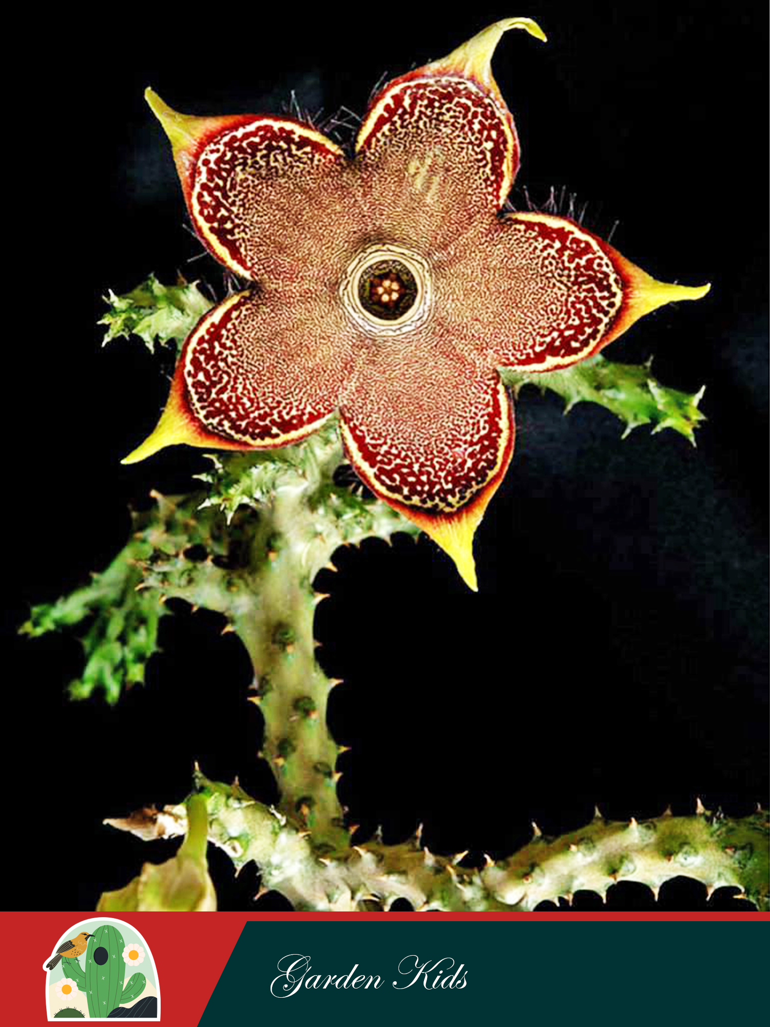 Xương rồng sao biển (Edithcolea Grandis)