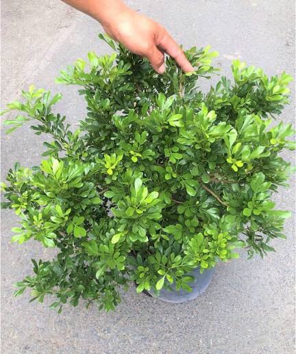 Cây ngâu giống