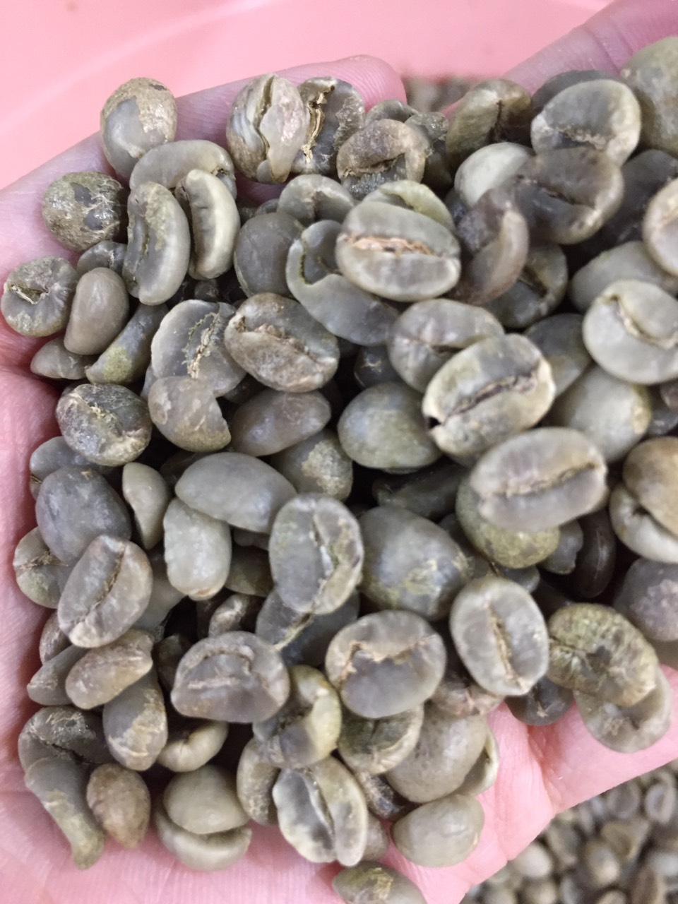 [HCM]Cà phê Nhân Xanh Arabica Cầu Đất Hemera S18 (3kg)