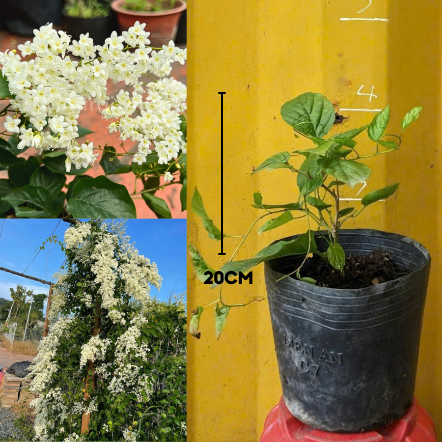 Cây Đinh Hương Nhật Bản (Ngọc Châu)